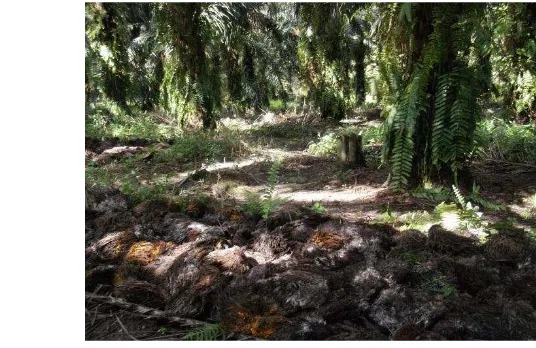 Gambar 3 Penyusunan tandan kosong pada areal TM kelapa sawit 