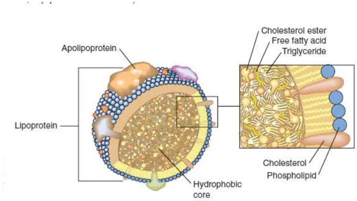 Gambar  2.5: Struktur dari lipoprotein. Lipoprotein berbentuk spheris dengan inti yang hidrofobik dan permukaan yang amphiphilik