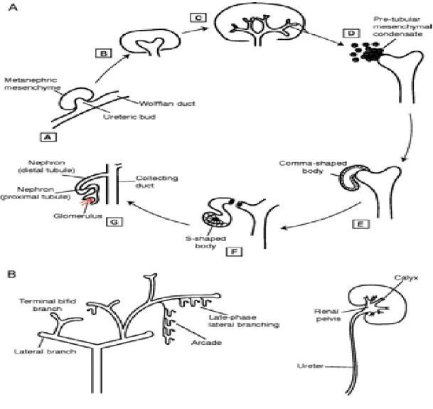 Gambar 2.3.Renal Banching morphogenesis  and  nephron formation  (Shah,  Sampogna dan Sakurai, 2004 )