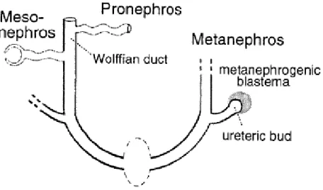 Gambar 2.4. Pertumbuhan Ginjal intrauterine pronephros, mesonephros  dan metanephros (Shah,  Sampogna dan Sakurai, 2004 )