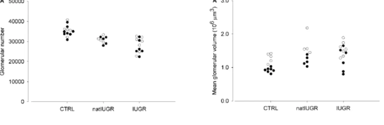Grafik 2.1 . Jumlah  dan Rata-rata volume glomerulus pada PJT spontan,  PJT buatan dan   kontrol pada tikus jantan dan betina.( Schreuder, et  al.,.,2005) 
