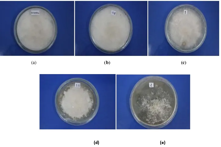 Gambar 2. Tampilan depan Phaeophleospora sp. pada perlakuan 0 mg/ml (a), 0.28 mg/ml (b), 0.56 mg/ml (c), 0.84 mg/ml (d), 1.12 mg/ml (e)