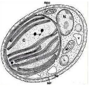 Gambar 1.  gambar morfologi sel Nannochloropsis sp (Adehoog,  2001)