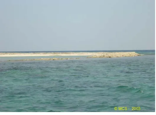 Gambar 1. Keruskan ekosistem terumbu karang berupa tumpukan patahan karang di Kep. Karimunjawa 