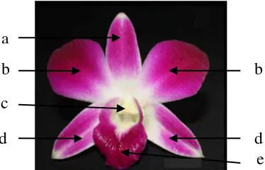 Gambar 2.Struktur bunga anggrek  Dendrobium sonia (Abdullakasim et al., 2015) Keterangan: (a) sepalum dorsale, (b) petal, (c) collumna, (d) sepalum laterale, (e) labellum 
