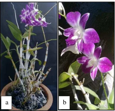 Gambar 5. Tanaman Dendrobium sonia (a) dan bunga D. sonia (b) (Dokumen pribadi) 
