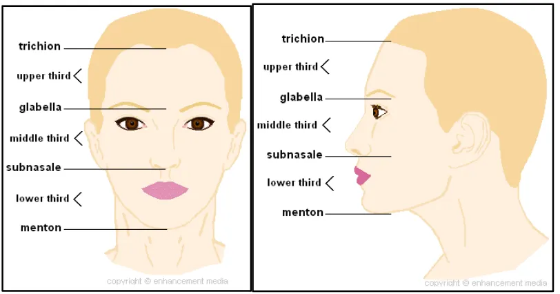 Gambar 1. (A) Proporsi wajah secara frontal, (B) Proporsi wajah secara lateral.32 