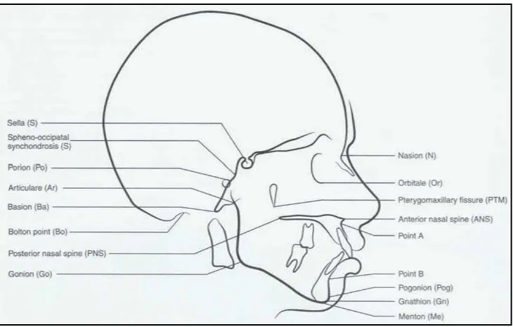 Gambar 7. Titik-titik dalam analisis jaringan keras.36 