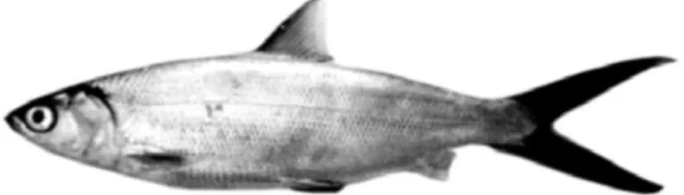 Gambar 1. Ikan Bandeng (Chanos chanos) (FAO, 2011) 