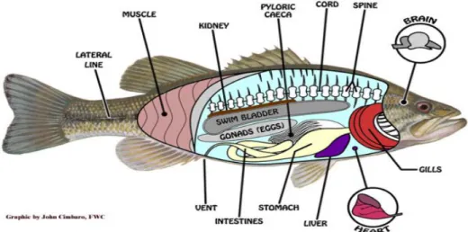 Gambar 2. Anatomi Organ Internal Ikan  ( Fish and Wildlife Research Institute) 