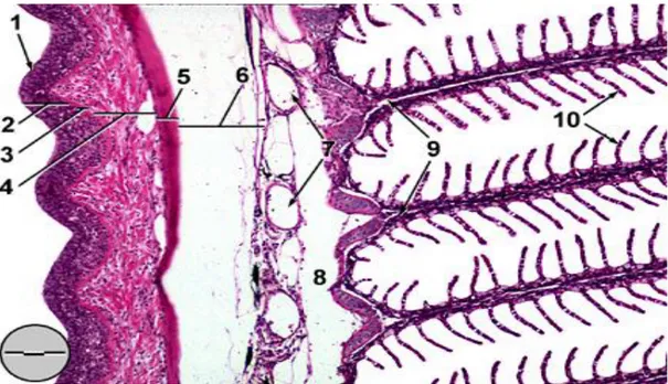 Gambar 4 Kondisi Histologi Insang normal potongan sagittal perbesaran. (Sumber : Sonia 2007)  b