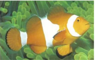 Gambar  2.1  Ikan  Badut  Palsu  (Amphiprion  ocellaris)  (Allen,  2003). 
