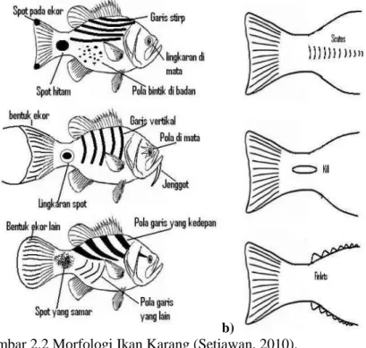 Gambar 2.2 Morfologi Ikan Karang (Setiawan, 2010). 