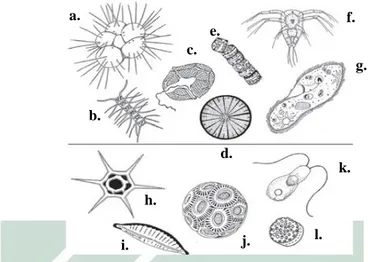 Gambar 2.2. Plankton (a. radiolarian; b. rantai diatom; c. dinoflagellate lapis baja; d