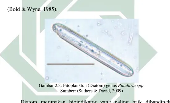 Gambar 2.3. Fitoplankton (Diatom) genus Pinularia spp.  Sumber: (Suthers &amp; David, 2009) 