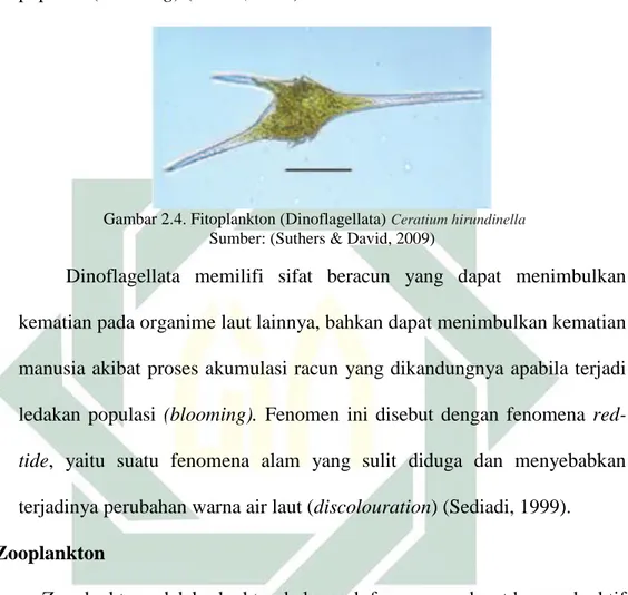 Gambar 2.4. Fitoplankton (Dinoflagellata)  Ceratium hirundinella Sumber: (Suthers &amp; David, 2009)
