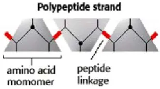 Gambar 1. Struktur Primer Protein 