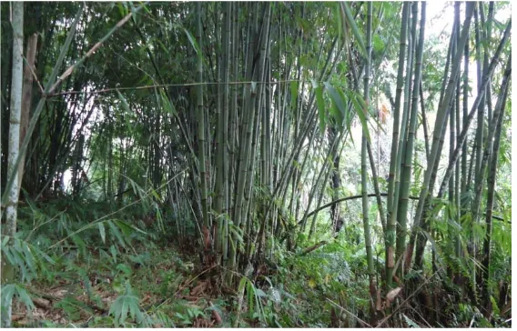 Gambar 1. Bambu Belangke ( Gigantochloa  pruriens Widjaja.)