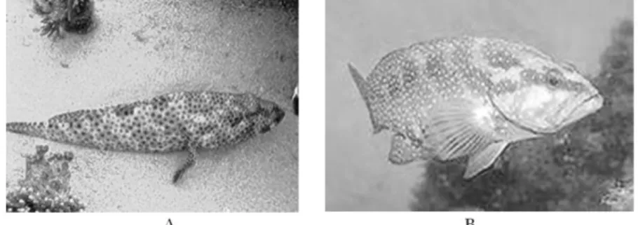 Gambar  1.  Morfologi  Ikan  Kerapu  (grouper)  (A,  Kerapu  Kayu;             B, Kerapu Sunu) 