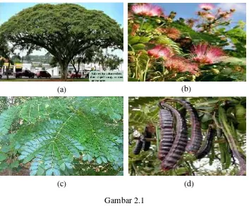 Gambar 2.1Karakteristik Bagian Tanaman Trembesi (a) pohon, (b) bunga, (c) daun, (d) buah