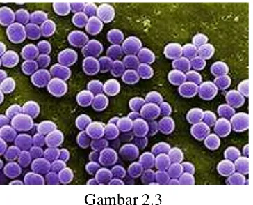 Bentuk Mikroskopis KoloniGambar 2.3 S. aureus (Afshinnekoo et al., 2015)