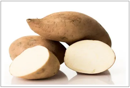 Gambar 2.2 Ubi Jalar (Ipomoea batatas L) Putih  
