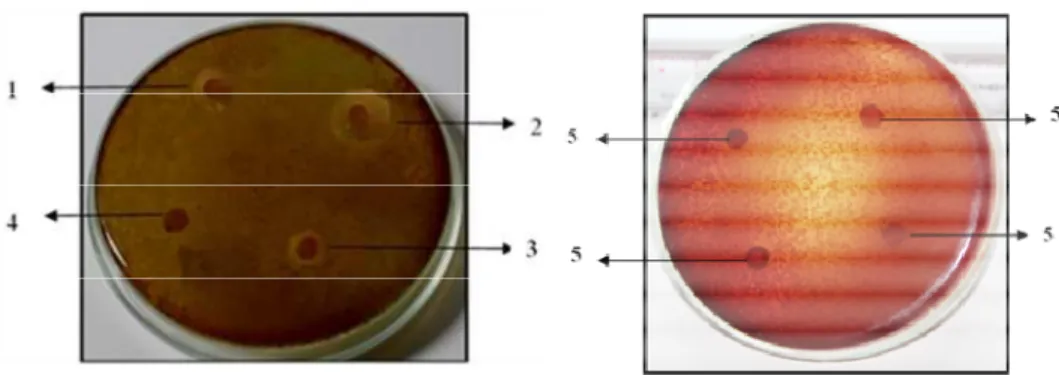 Gambar 3. Hasil Uji Aktivitas Antibakteri Ekstrak Etanol Rimpang Jahe Merah  