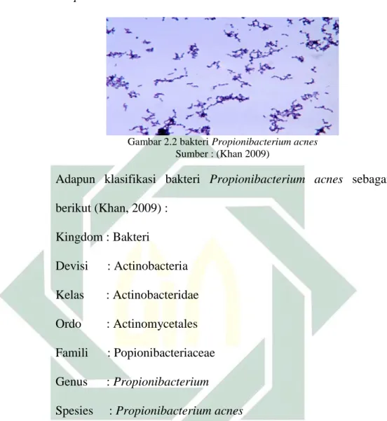 Gambar 2.2 bakteri Propionibacterium acnes  Sumber : (Khan 2009) 