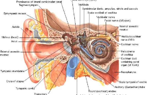 Gambar 2.2.Anatomi Telinga Tengah 