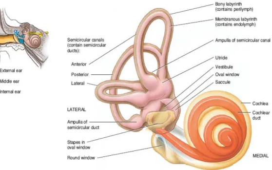 Gambar 2.3.Anatomi Telinga Dalam  (Sumber:tortora 13 th  edition 2011)