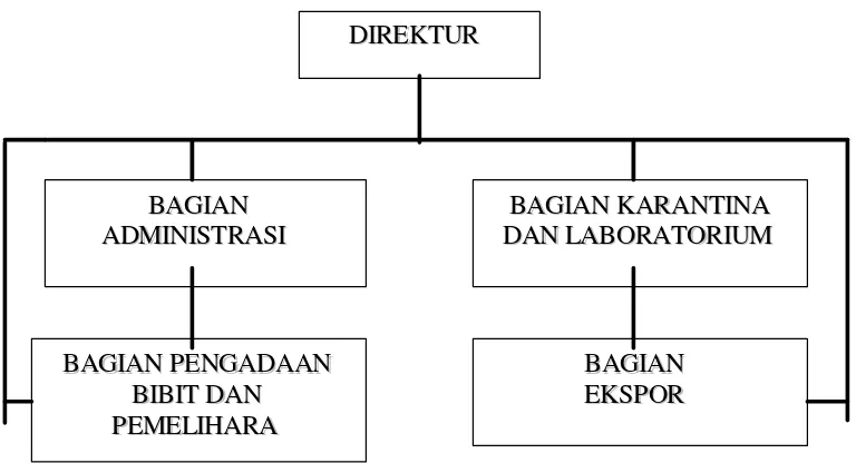 Gambar 5.  Struktur Organisasi PT. PRESTASI FAUNA NUSANTARA 