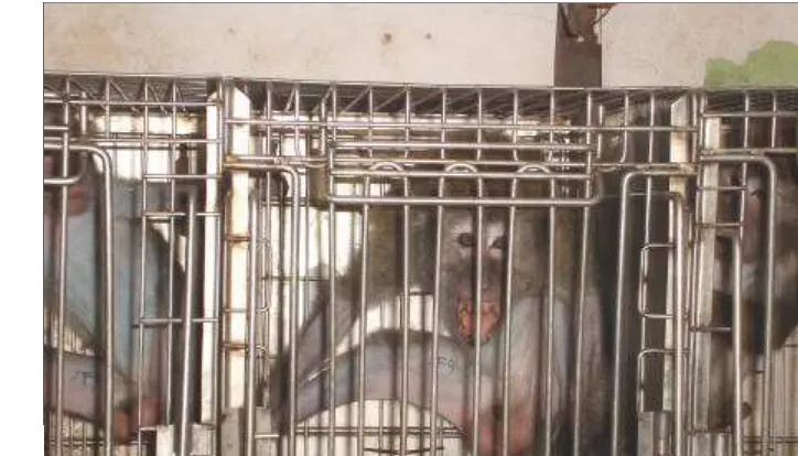 Gambar 9.  Test TB pada monyet ekor panjang 