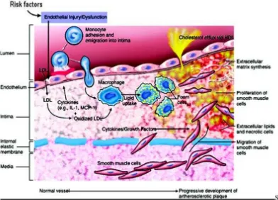 Gambar 2.1. Patogenesis inflamasi pada atherosklerosis (Libby P,2011) 