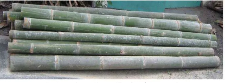 Gambar 1. Bambu Betung (Dendrocalamus asper) 