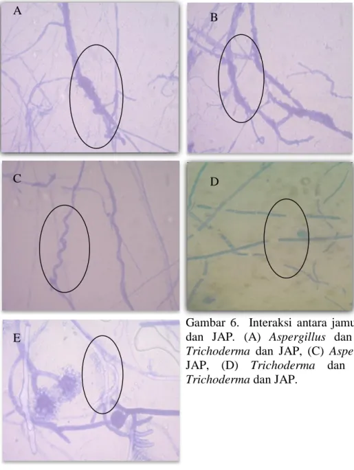 Gambar  6.    Interaksi  antara  jamur  rhizosfer  dan  JAP.  (A)  Aspergillus  dan  JAP,  (B)  Trichoderma  dan  JAP,  (C)  Aspergillus  dan  JAP,  (D)  Trichoderma  dan  JAP,  (E)  Trichoderma dan JAP