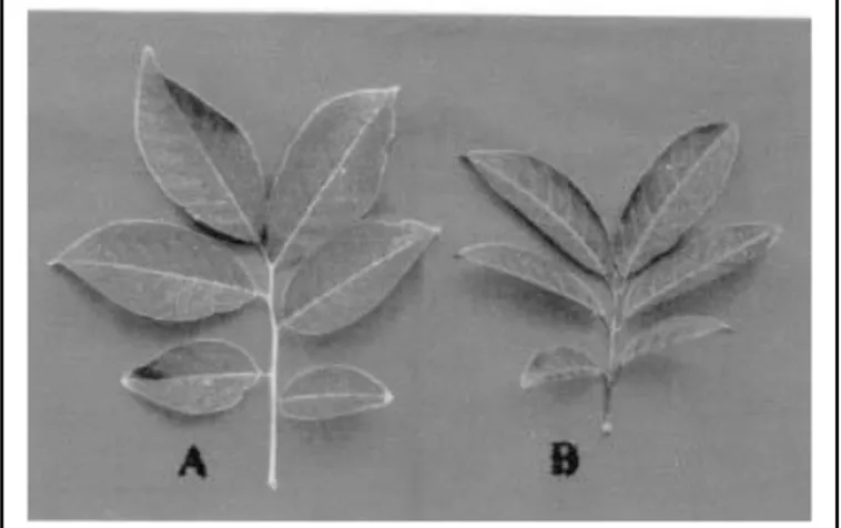 Gambar  1.  Perbandingan  daun  vegetatif  (A)  dan  daun  pendukung induksi pembungaan (B)