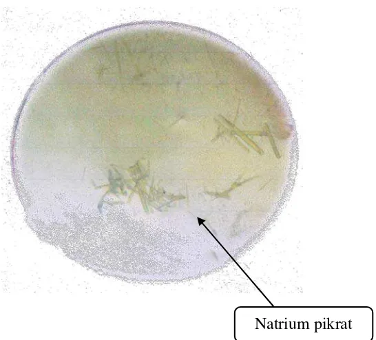 Gambar 8. Kristal Natrium Pikrat (Perbesaran 10x10) 