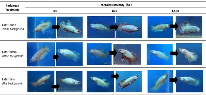 Tabel 3. Perubahan warna ikan uji sebelum dan setelah perlakuan Table 3. Color change of experimental fish before and after treatment