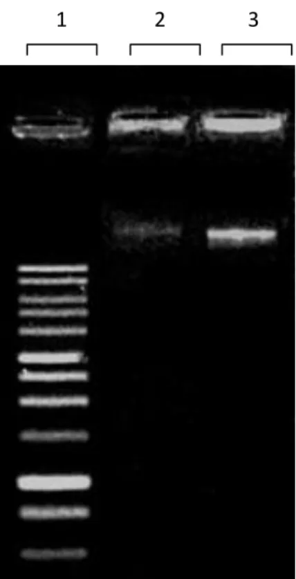 Gambar  4.3  Hasil  elektroforesis  DNA  genom  isolat  bakteri.  Lajur  (1)  Marker  DNA  1  kb;  Lajur  (2)  DNA  genom  SP7  dan  Lajur  (3)  DNA  genom  SP15