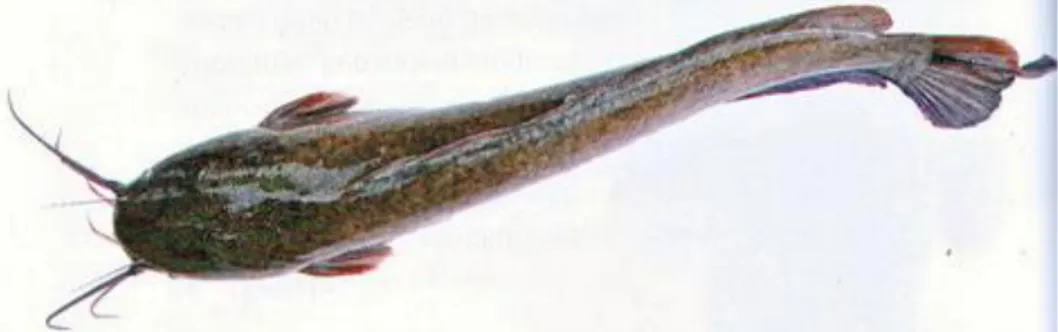 Gambar 2.1. Ikan Lele Sangkuriang 