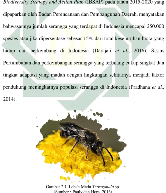 Gambar 2.1. Lebah Madu Tetragonula sp.  (Sumber : Pauly dan Hora, 2013) 