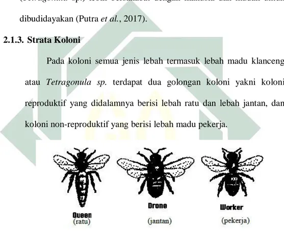 Gambar 2.4. Karakteristik strata koloni pada lebah madu Tetragonula sp.  (Sumber : Djajasaputra, 2010)