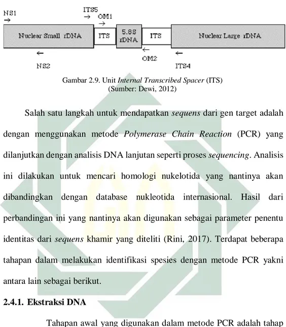 Gambar 2.9. Unit Internal Transcribed Spacer (ITS)   (Sumber: Dewi, 2012) 