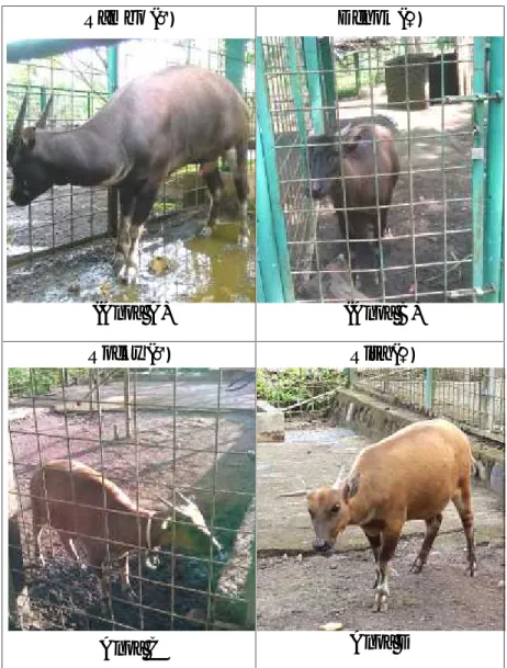 Gambar 2. Gambar anoa Anoa Breeding Centre BP2LHK Manado.