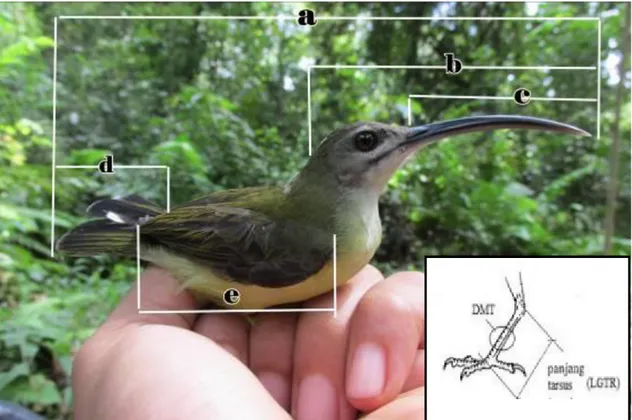 Gambar  2.  Sketsa  pengukuran  morfometri  burung:  a.  panjang  total  (PT),  b.  panjang  kepala  (PK),  c