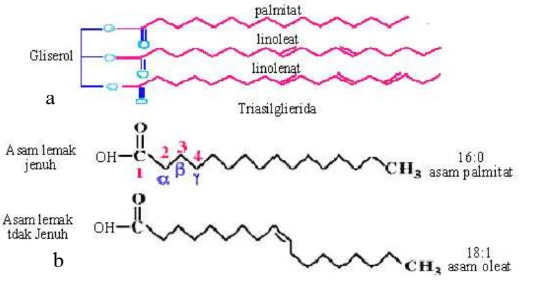 Gambar 3. Struktur kimia triasilgliserol dan asam lemak. (a) Triasilgliserol,  (b) Asam lemak jenuh dan tak jenuh (Alberts et al