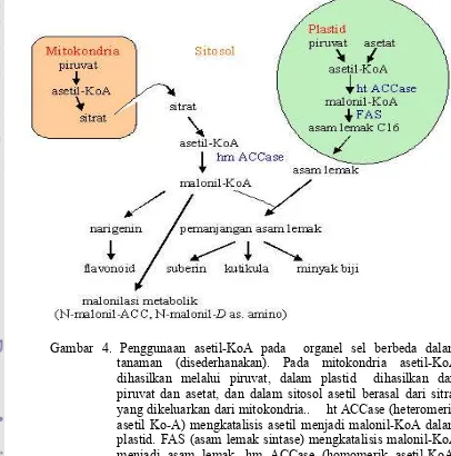 Gambar 4. Penggunaan asetil-KoA pada  organel sel berbeda dalam tanaman (disederhanakan)