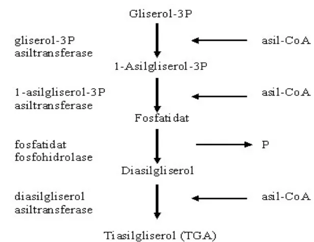 Gambar   6. Sintesis triasilgliserol melalui lintasan Kennedy 