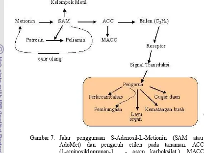 Gambar 7.   Jalur    penggunaan    S-Adenosil-L-Metionin    (SAM    atau                     AdoMet) dan pengaruh etilen pada tanaman