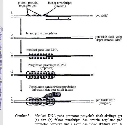 Gambar 8.  Metilasi DNA pada promotor penyebab tidak aktifnya gen.    (a) dan (b) faktor transkripsi dan protein regulator pada promotor berperan untuk aktif dan tidak aktifnya gen, (c) Metilasi pada 5mC, (d) dan (e) pengikatan represor pada 5mC terjadi  r